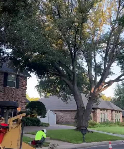 Emergency Tree Service, Pruning & Land Clearing in Arlington