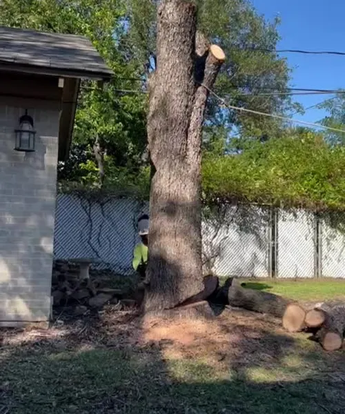 Emergency Tree Service, Pruning & Land Clearing in Arlington