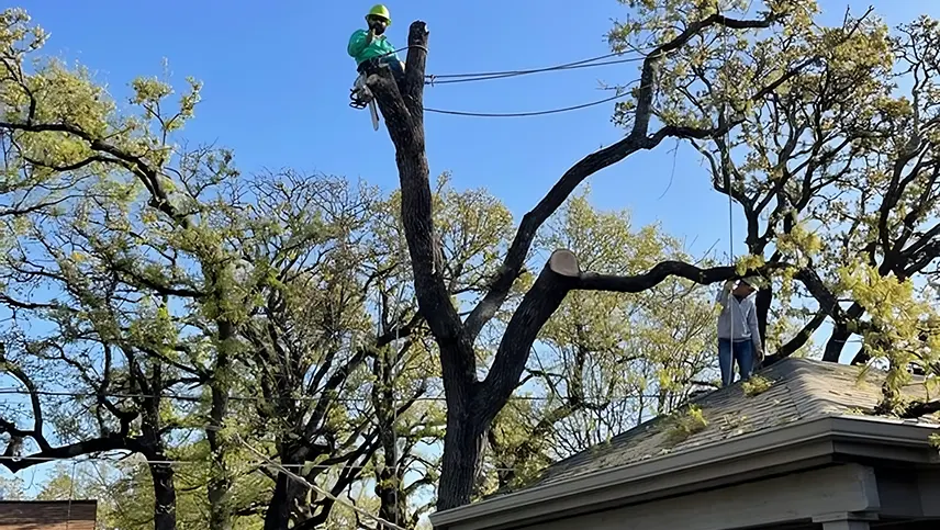 emergency_tree_service