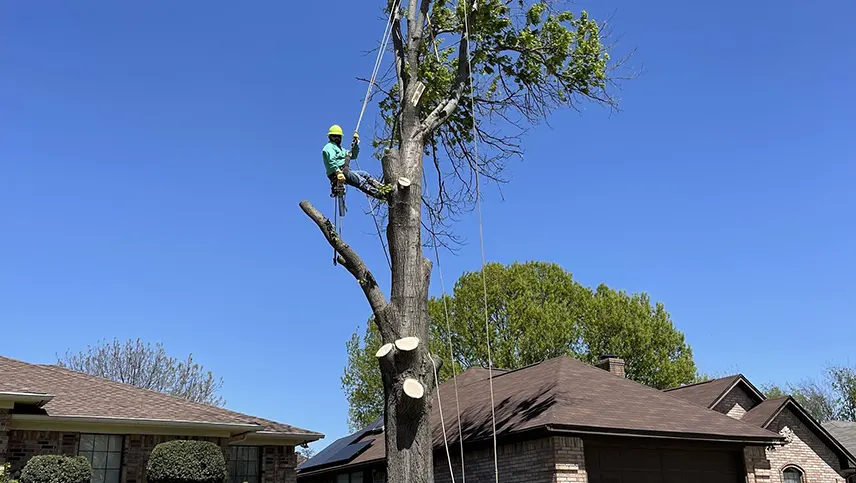 tree_trimming